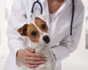 Horaires vétérinaire Veterinary Ltd Barr-North Services
